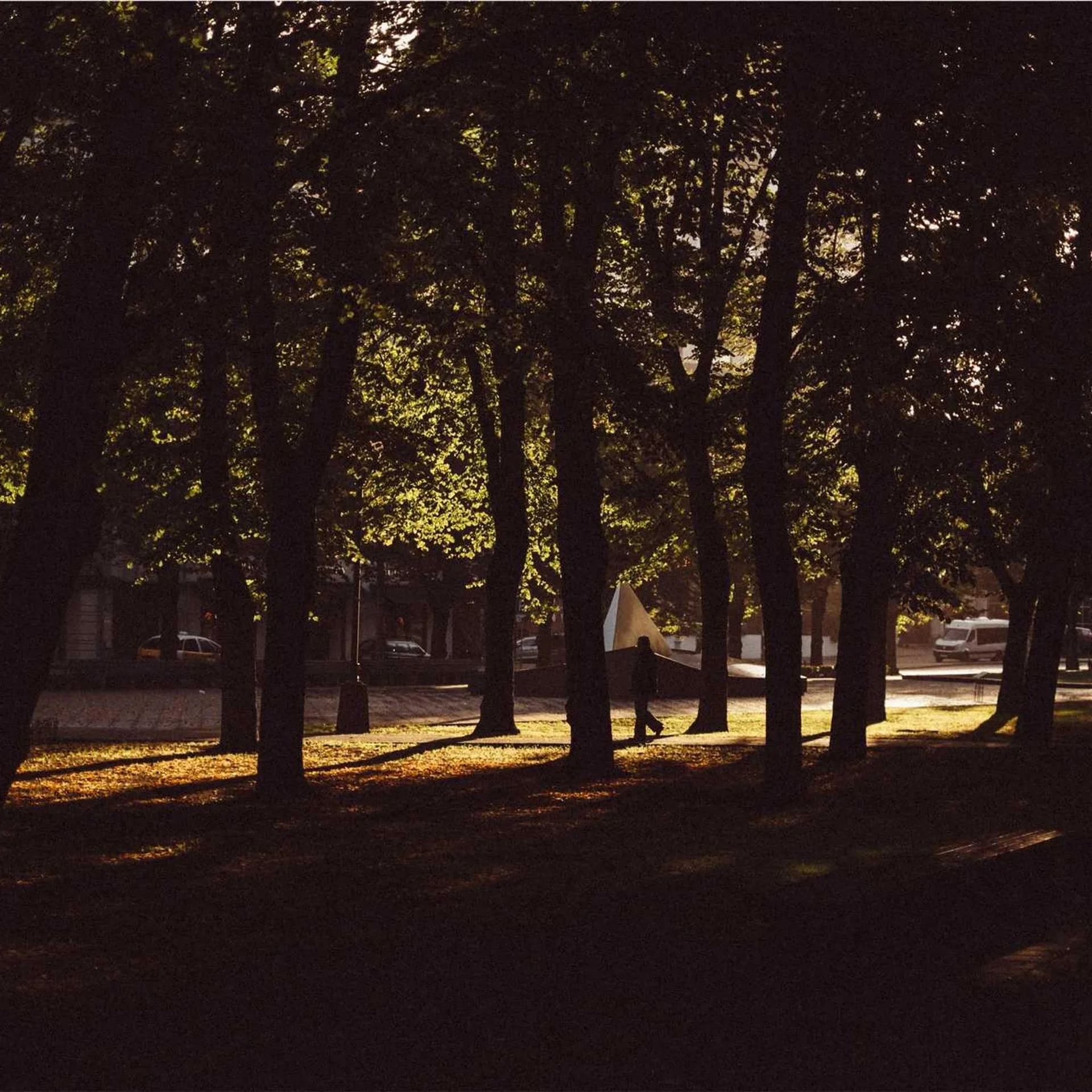 Close-up of green bamboo stalks showing natural segments and nodes in shallow depth of field Close-up of green bamboo stalks showing natural segments and nodes in shallow depth of field